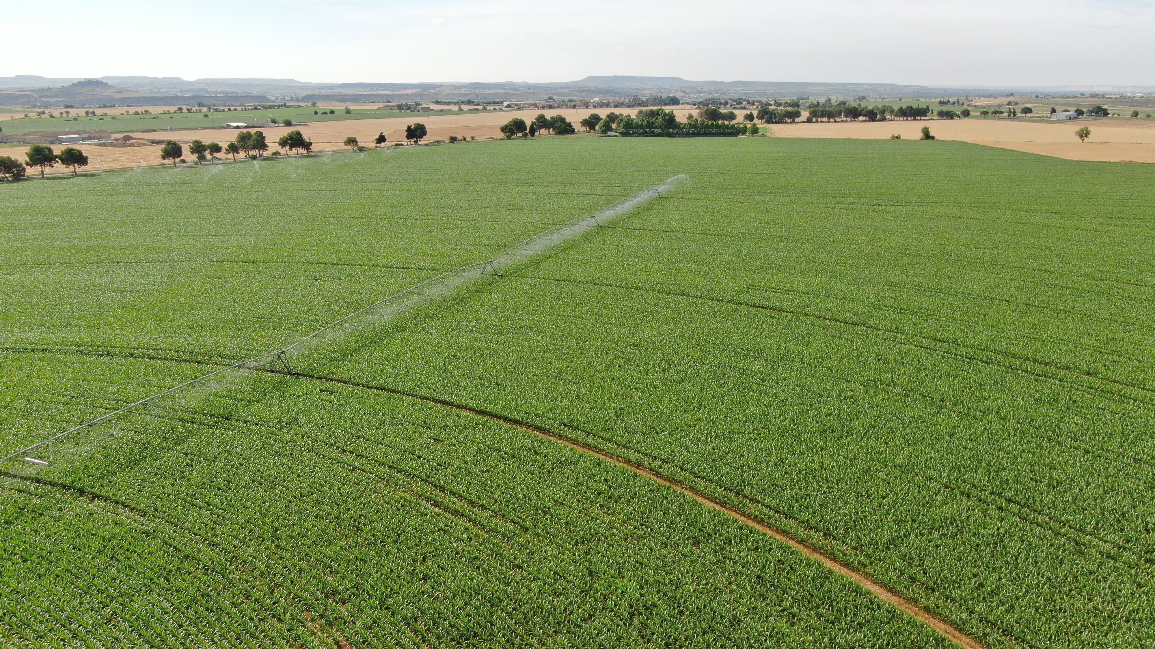 La Sembradora de Ideas_Campo maíz regadío